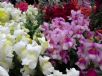 Antirrhinum majus