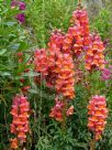 Antirrhinum majus