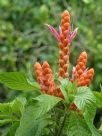 Aphelandra sinclairiana