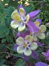 Aquilegia cultorum