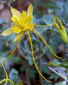 Aquilegia longissima