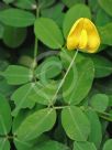 Arachis pintoi