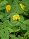 Arachis pintoi