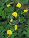 Arachis pintoi