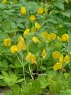 Arachis pintoi