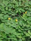 Arachis pintoi