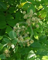 Aralia continentalis