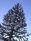 Araucaria araucana