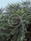 Araucaria bidwillii