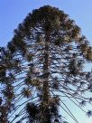 Araucaria bidwillii