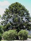 Araucaria bidwillii