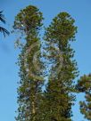 Araucaria columnaris