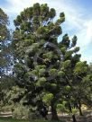 Araucaria cunninghamii