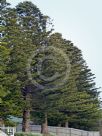 Araucaria heterophylla