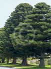 Araucaria heterophylla