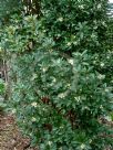 Arbutus andrachnoides