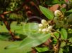 Arbutus xalapensis