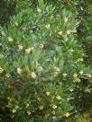 Arbutus unedo