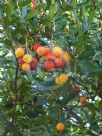 Arbutus unedo