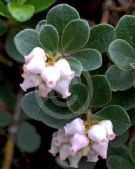 Arctostaphylos uva-ursi