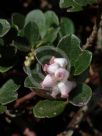 Arctostaphylos uva-ursi