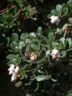 Arctostaphylos uva-ursi