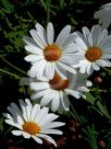 Argyranthemum frutescens