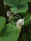 Arisaema candidissimum