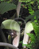 Arisaema ringens