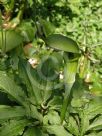 Arisaema tortuosum