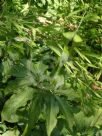 Arisaema tortuosum