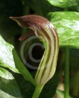 Arisarum vulgare