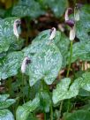 Arisarum vulgare