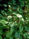 Arisarum vulgare