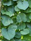 Aristolochia macrophylla