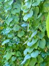 Aristolochia macrophylla