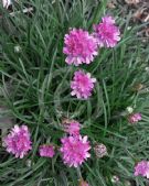 Armeria maritima