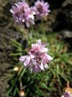 Armeria maritima