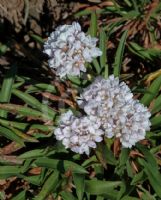 Armeria pseudoarmeria