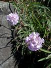 Armeria pseudoarmeria