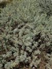 Artemisia arborescens