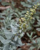 Artemisia ludoviciana