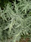 Artemisia ludoviciana