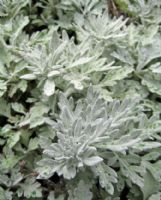 Artemisia stelleriana Boughton Silver