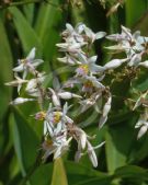 Arthropodium cirratum Matapouri Bay