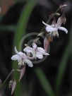 Arthropodium milleflorum