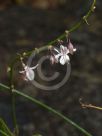 Arthropodium milleflorum