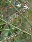 Arthropodium milleflorum