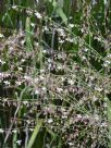 Arthropodium milleflorum