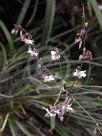 Arthropodium milleflorum